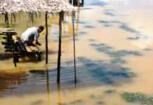 Sungai Sambas Keruh Akibat PETI dan Sawit