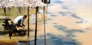 Sungai Sambas Keruh Akibat PETI dan Sawit