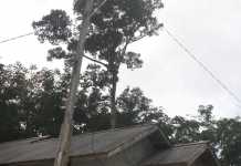 Alamak! Tiang Listrik Kayu PLN Nyaris Patah