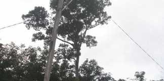 Alamak! Tiang Listrik Kayu PLN Nyaris Patah