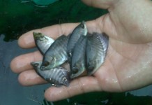 Warga Lebak Tapang Butuh Bibit Ikan