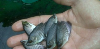 Warga Lebak Tapang Butuh Bibit Ikan