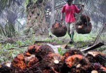 Petani Putar Otak Hadapi Harga Sawit Anjlok