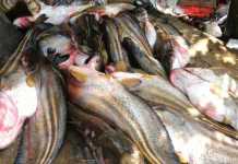 Ikan Tapah Banjiri Sungai Mempawah