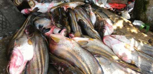 Ikan Tapah Banjiri Sungai Mempawah