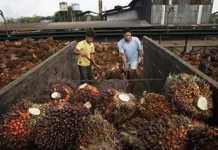 Tambah Satu Lagi Pabrik Kelapa Sawit