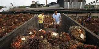 Tambah Satu Lagi Pabrik Kelapa Sawit