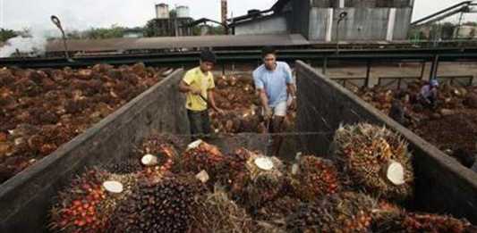 Tambah Satu Lagi Pabrik Kelapa Sawit