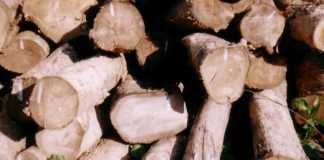 Main Kayu Ilegal Oknum Polisi Dipenjara