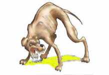 Sanggau Dikepung Anjing Gila