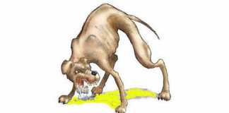 Tangani Rabies di Empat Kabupaten, 32 Dokter Hewan Diterjunkan