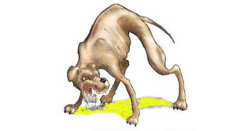 Sanggau Dikepung Anjing Gila