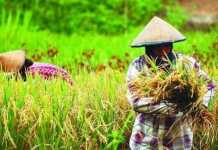 Sektor Pertanian Atur Strategi Jelang Kemarau