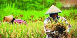 Sektor Pertanian Atur Strategi Jelang Kemarau