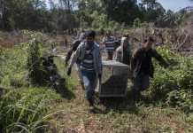 YIARI, BKSDA Translokasi Empat Individu Orangutan