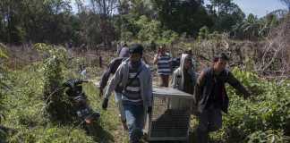 YIARI, BKSDA Translokasi Empat Individu Orangutan