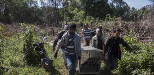 YIARI, BKSDA Translokasi Empat Individu Orangutan