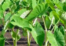 Dari Keladi Air Hingga Limbah Jagung