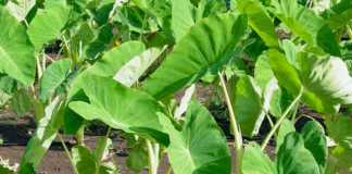 Dari Keladi Air Hingga Limbah Jagung