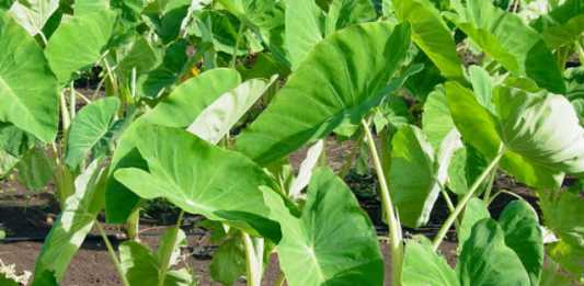 Dari Keladi Air Hingga Limbah Jagung