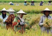 Dinas Pertanian Klaim Hasil Panen Memuaskan