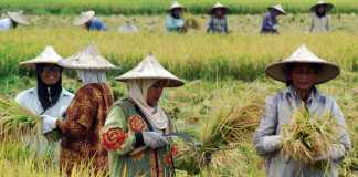 Dinas Pertanian Klaim Hasil Panen Memuaskan