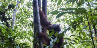 YIARI Lepaskan Enam Orangutan