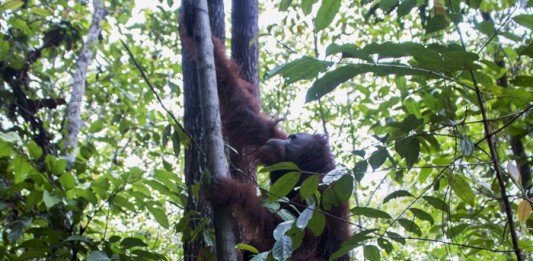 YIARI Lepaskan Enam Orangutan