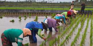 Hujan Datang, Petani Girang