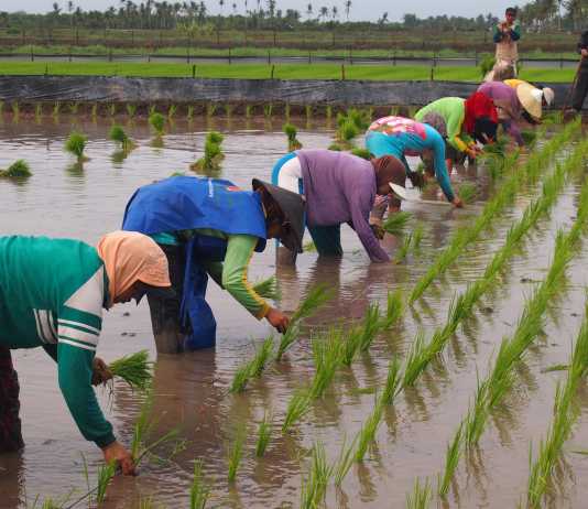 Hujan Datang, Petani Girang