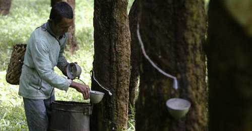 Harga Karet Petani Kian Memprihatinkan