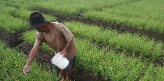 Awasi Penyaluran Pupuk Bantuan