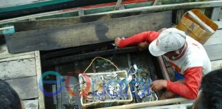 Nelayan Kecil Panen Renjong