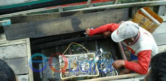 Nelayan Kecil Panen Renjong