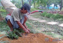 Nafkahi Keluarga dengan Rumput Gajah