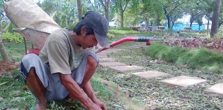 Nafkahi Keluarga dengan Rumput Gajah
