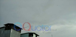 Harga Sarang Walet Mulai Bergairah