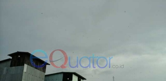 Harga Sarang Walet Mulai Bergairah