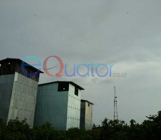 Harga Sarang Walet Mulai Bergairah