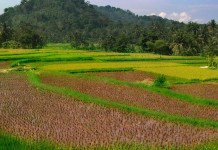 Identifikasi Wilayah Kelola Lahan Pangan Warga