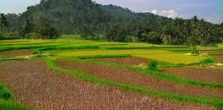 Identifikasi Wilayah Kelola Lahan Pangan Warga
