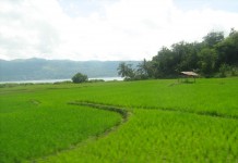 Perluasan Areal Sawah Kunci Peningkatan Produksi Padi