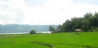 Melihat Sistem Pertanian Modern di Negeri Sakura