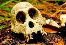 Heboh Tengkorak di Semak Diduga Korban Pembunuhan