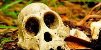 Heboh Tengkorak di Semak Diduga Korban Pembunuhan