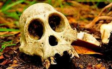 Heboh Tengkorak di Semak Diduga Korban Pembunuhan