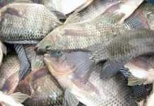 Ikan Sungai Mahal, Peluang Dibudidayakan