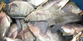 Ikan Sungai Mahal, Peluang Dibudidayakan