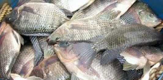 Ikan Sungai Mahal, Peluang Dibudidayakan