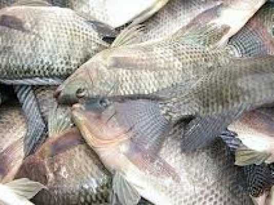 Ikan Sungai Mahal, Peluang Dibudidayakan